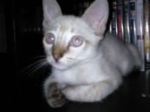 Gato raça Não sei  idade 2 a 6 meses nome Não tem 