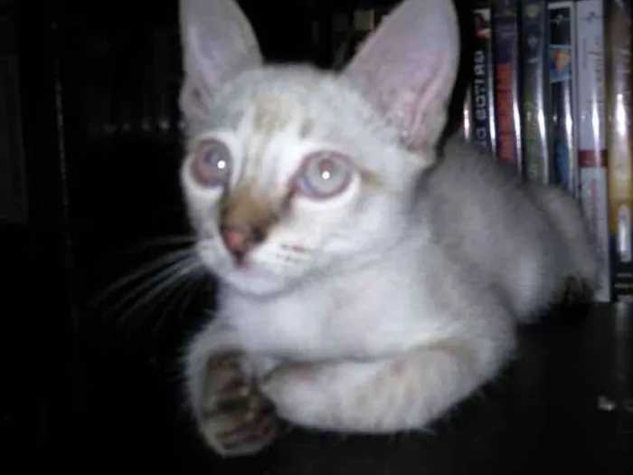 Gato ra a Não sei  idade 2 a 6 meses nome Não tem 
