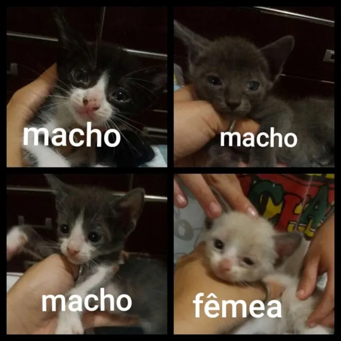 Gato raça Vira latas idade 1 ano nome Sem.nomes