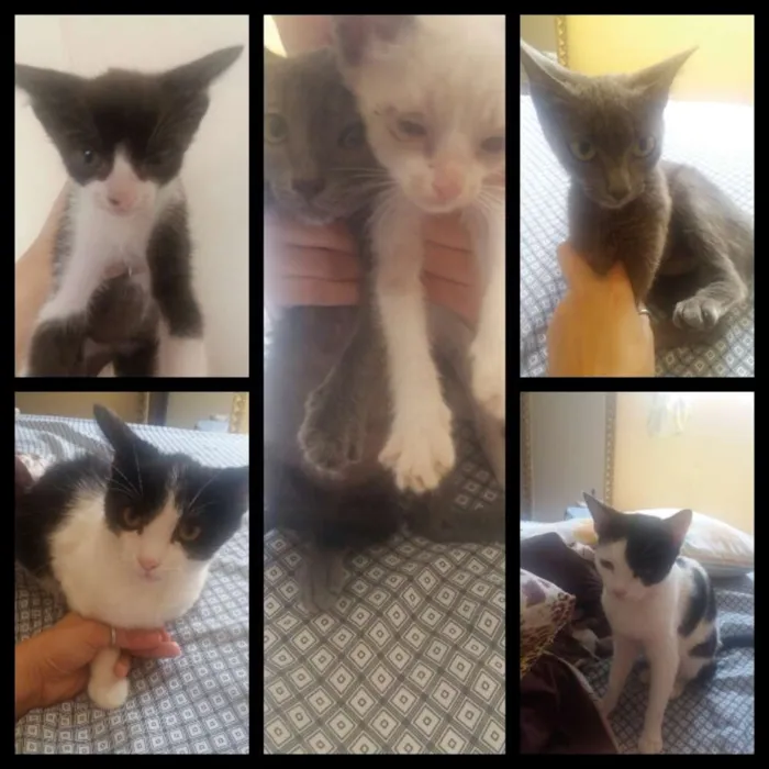 Gato raça Vira latas idade 1 ano nome Sem.nomes