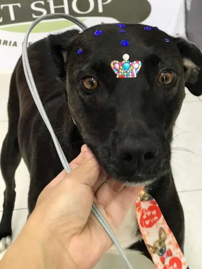 Cachorro ra a SRD  idade 1 ano nome Negresco