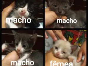 Gato raça Vira latas idade 1 ano nome Sem.nomes