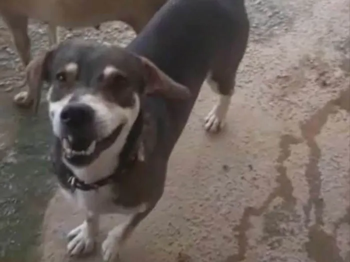 Cachorro ra a SRD idade 7 a 11 meses nome Raio 
