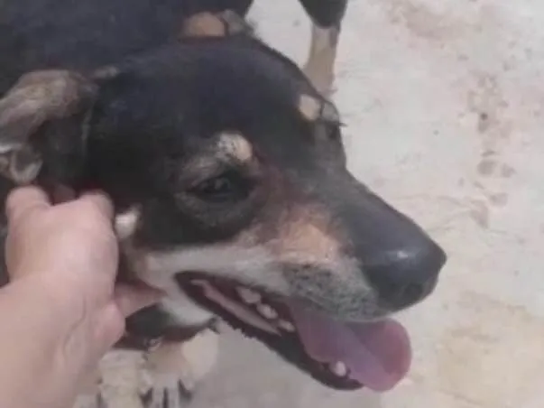 Cachorro ra a SRD idade 7 a 11 meses nome Red 