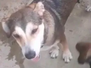 Cachorro raça SRD idade 1 ano nome Menina 