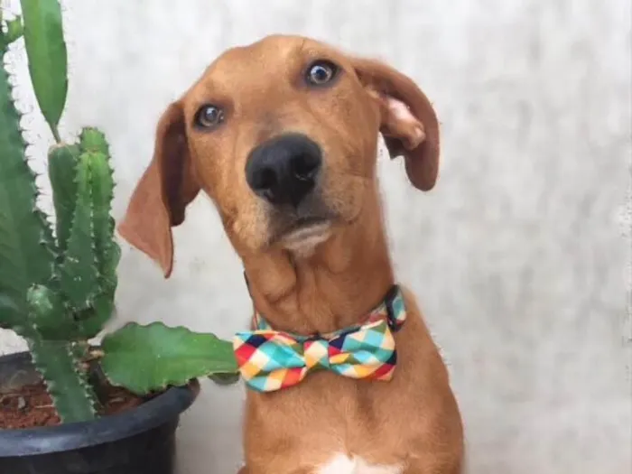 Cachorro ra a SRD  idade 2 a 6 meses nome Bill 