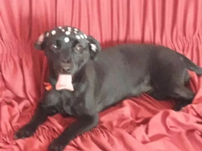 Cachorro ra a Viralata idade 1 ano nome Nina