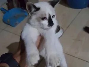 Gato raça Srd idade 2 a 6 meses nome Sem nome