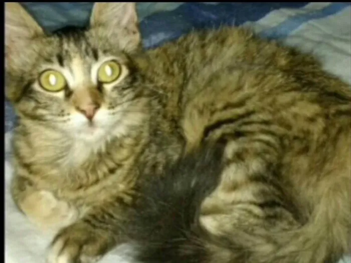 Gato ra a SRD idade 2 a 6 meses nome Cristal 