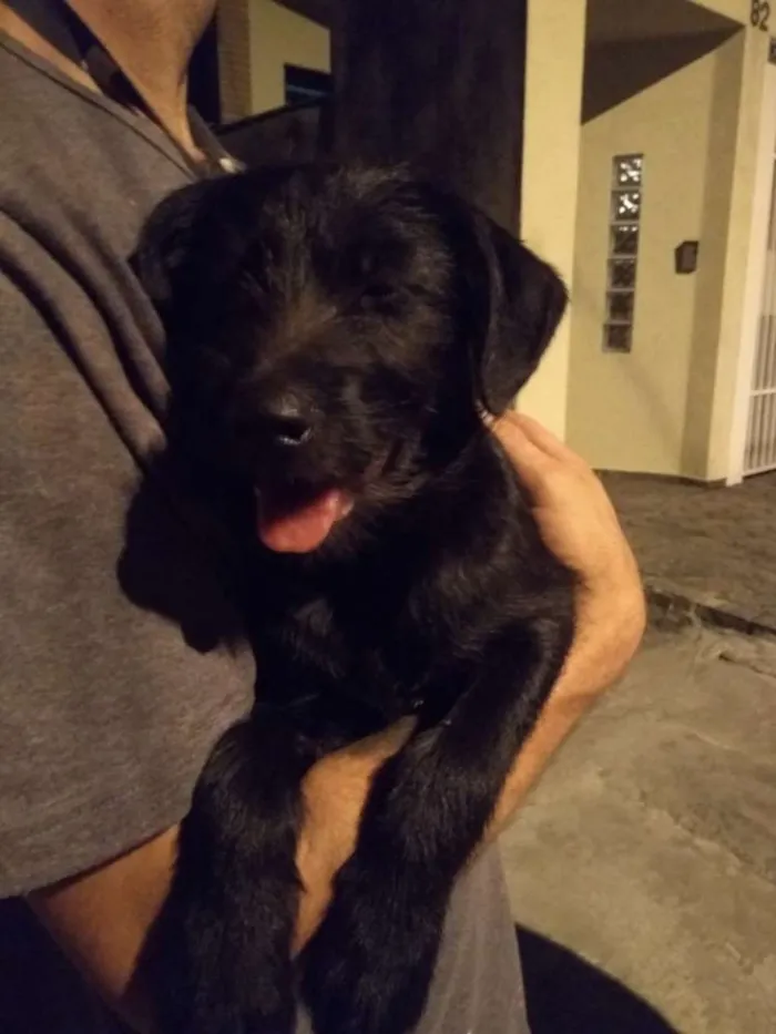 Cachorro ra a SRD idade 2 a 6 meses nome Doug