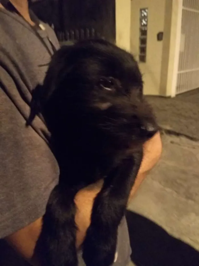 Cachorro ra a SRD idade 2 a 6 meses nome Doug