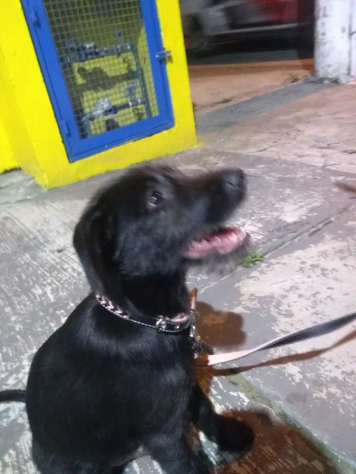 Cachorro ra a SRD idade 2 a 6 meses nome Doug