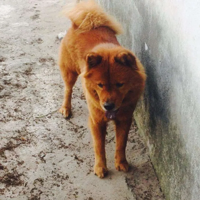 Cachorro raça Chowchow idade 5 anos nome Mel