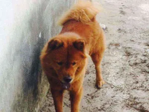 Cachorro raça Chowchow idade 5 anos nome Mel