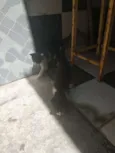 Amigo