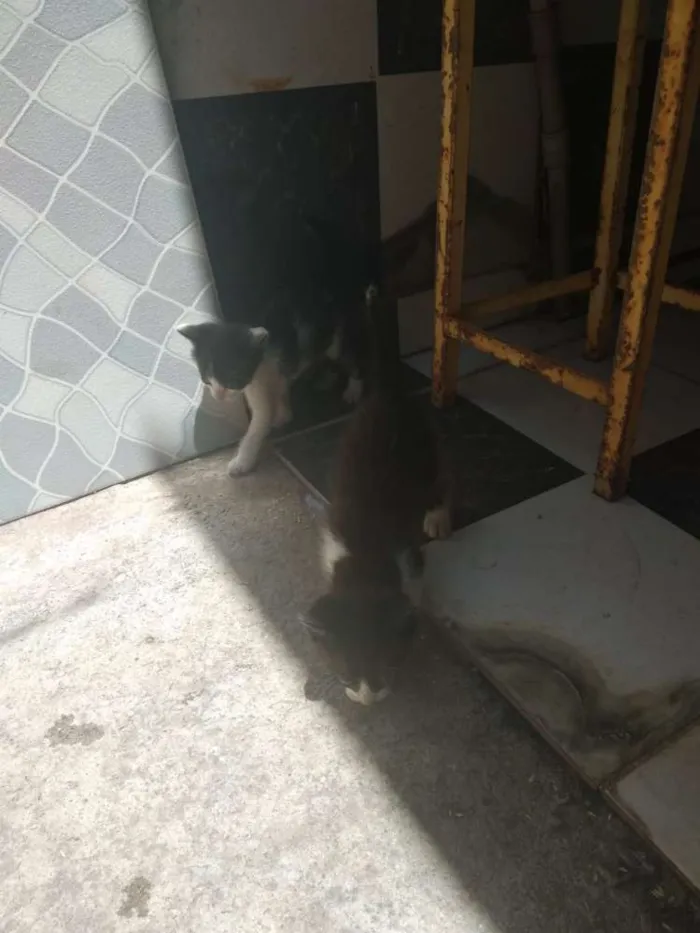 Gato ra a  idade Abaixo de 2 meses nome Amigo