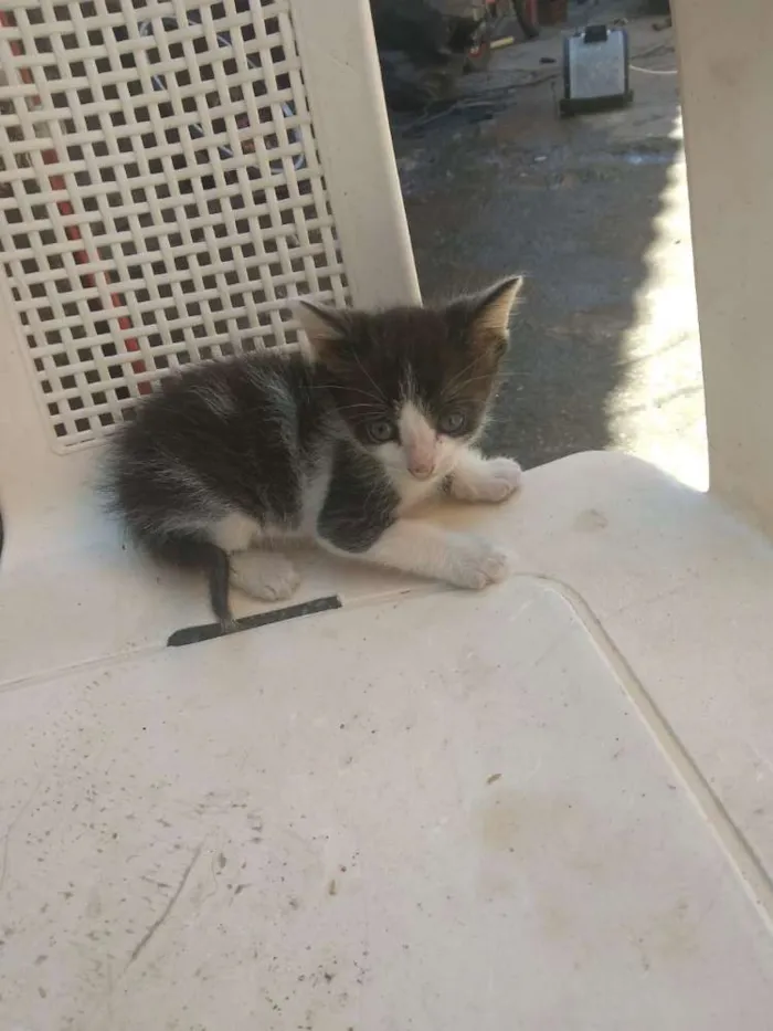 Gato ra a  idade Abaixo de 2 meses nome Amigo