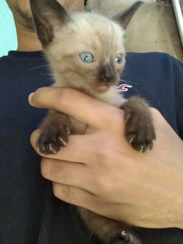 Gato ra a  idade Abaixo de 2 meses nome Amigo