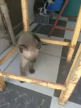 Amigo