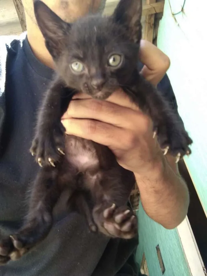 Gato ra a  idade Abaixo de 2 meses nome Amigo