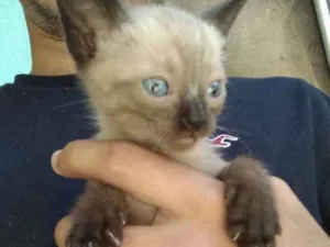 Gato raça  idade Abaixo de 2 meses nome Amigo