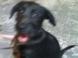 Cachorro raça SRD idade 2 a 6 meses nome Doug
