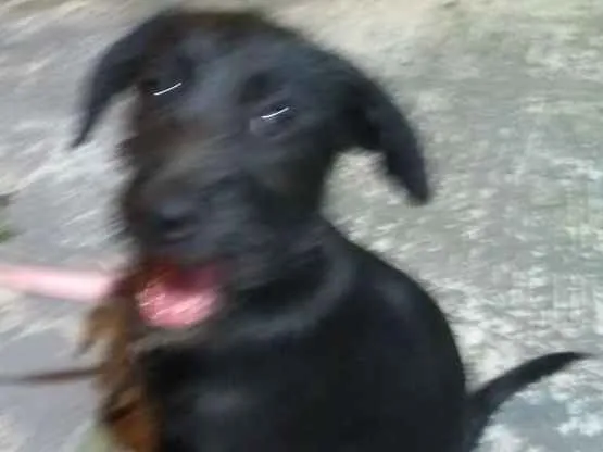 Cachorro ra a SRD idade 2 a 6 meses nome Doug