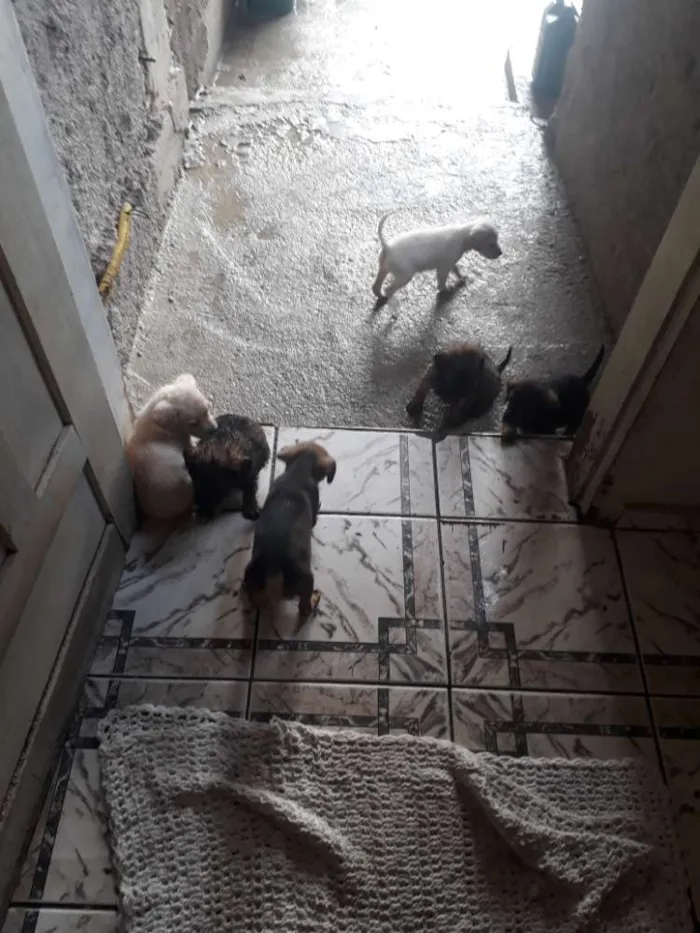 Cachorro raça Poodle idade 2 a 6 meses nome Sem nome 