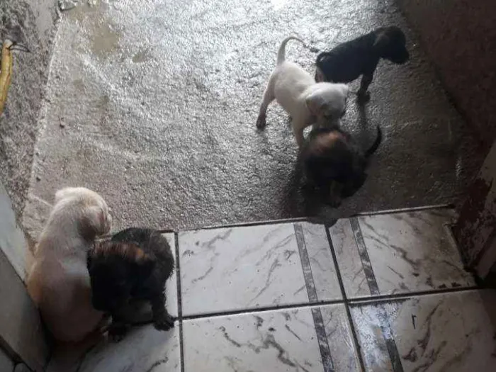 Cachorro raça Poodle idade 2 a 6 meses nome Sem nome 