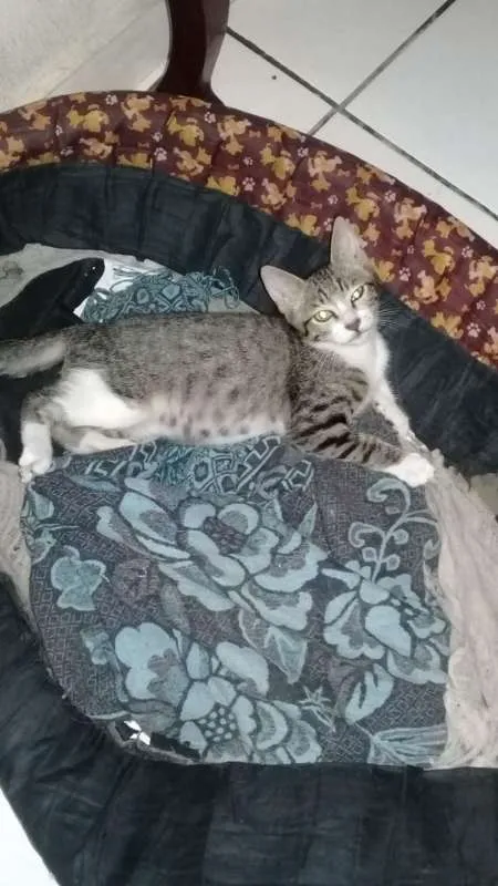 Gato raça Srd idade 2 a 6 meses nome Sem nome