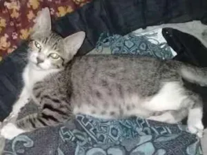 Gato raça Srd idade 2 a 6 meses nome Sem nome