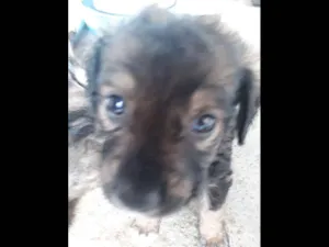 Cachorro raça Poodle idade 2 a 6 meses nome Sem nome 