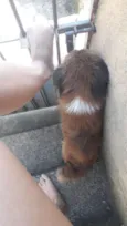 Bolinha