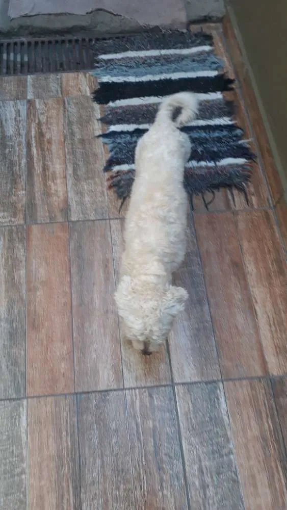 Cachorro ra a Shitizu  idade 1 ano nome Marley 