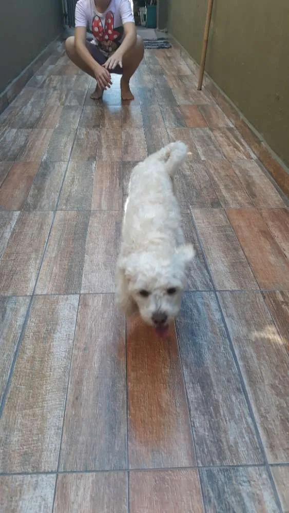 Cachorro ra a Shitizu  idade 1 ano nome Marley 