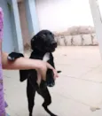 Bibi