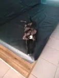 Bibi