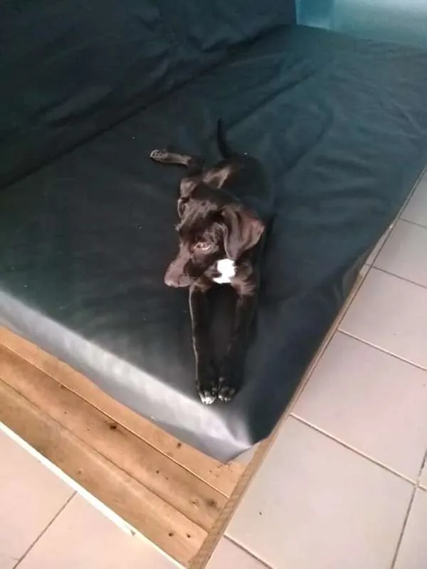Cachorro ra a indefinida idade 2 a 6 meses nome Bibi