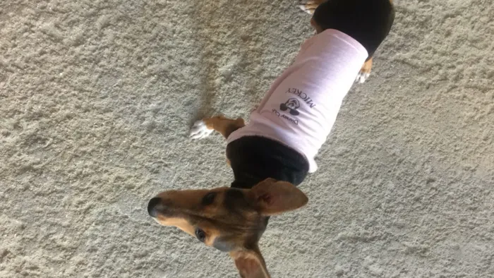 Cachorro ra a Pinscher com vira-lata. idade 7 a 11 meses nome Kiara