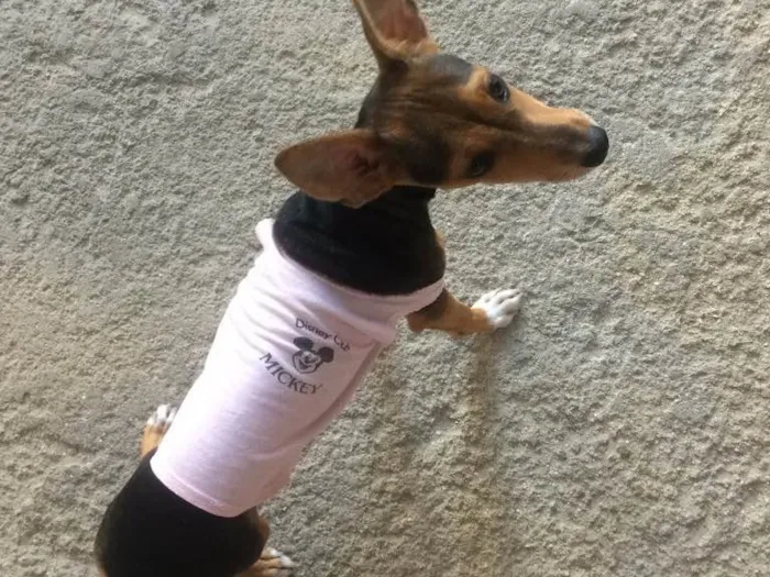 Cachorro ra a Pinscher com vira-lata. idade 7 a 11 meses nome Kiara