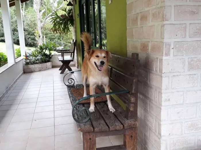 Cachorro ra a SRD idade 3 anos nome LORENNA
