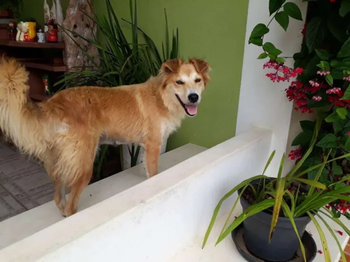 Cachorro ra a SRD idade 3 anos nome LORENNA