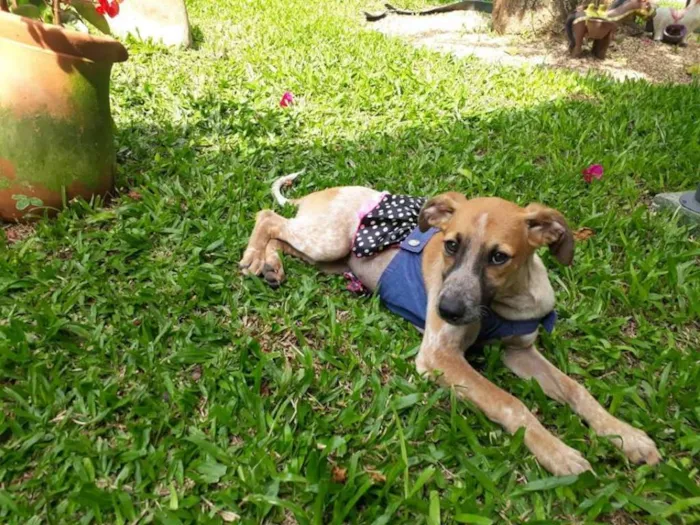 Cachorro ra a SRD idade 2 a 6 meses nome SWEET