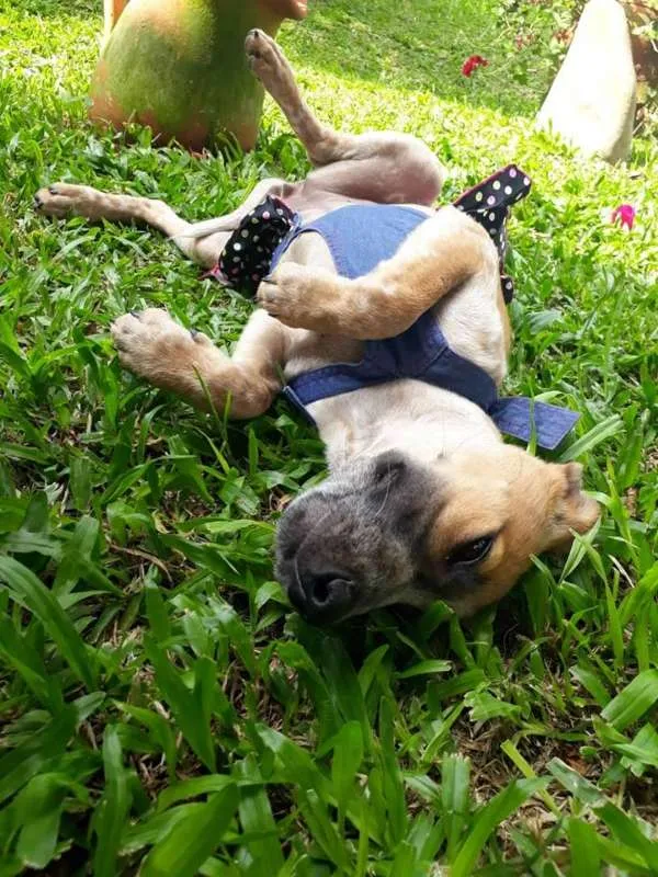 Cachorro ra a SRD idade 2 a 6 meses nome SWEET