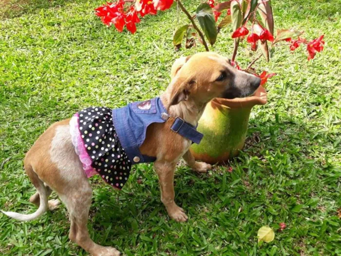 Cachorro ra a SRD idade 2 a 6 meses nome SWEET
