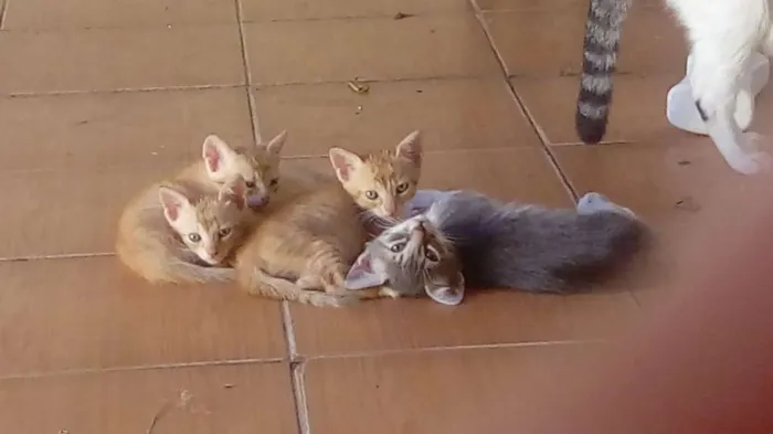 Gato ra a Vira lata idade Abaixo de 2 meses nome Sem nome