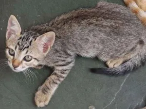Gato raça  idade 2 a 6 meses nome FOTO 01