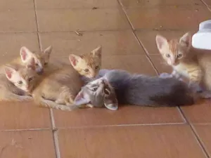Gato raça Vira lata idade Abaixo de 2 meses nome Sem nome
