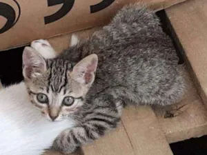 Gato raça  idade 2 a 6 meses nome FOTO 02