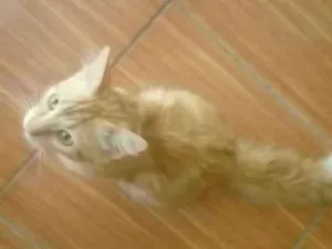 Gato raça Vira lata idade 7 a 11 meses nome Leãozinho